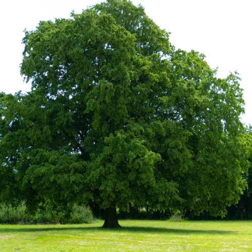 Hrab obyčajný (Carpinus betulus) – výška 50-70 cm, kont.P9